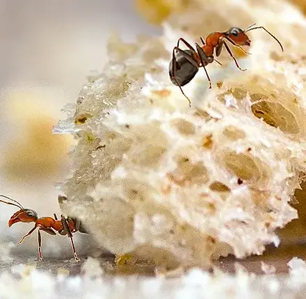 Ant control service image from Ross Pest Control's existing service media.