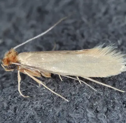 Moth control service image from Ross Pest Control's existing service media.