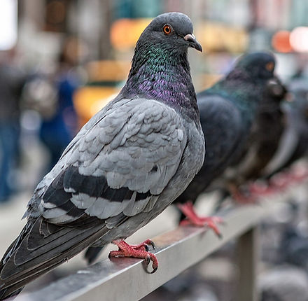 Pigeon control service image from Ross Pest Control's existing service media.